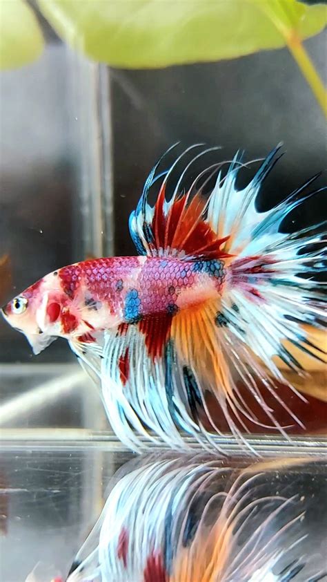 RARE BETTA FISH STORE – Rare Betta Fish Store.